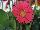 HGTV Plant Collection: Gerbera daisy 'Garden Diva™ Pink' 
