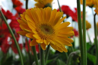 Gerbera Expressions Annuals™ Gerbera Supremes™ 'Garden Diva™ Gold'