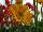 HGTV Plant Collection: Gerbera daisy 'Garden Diva™ Gold' 