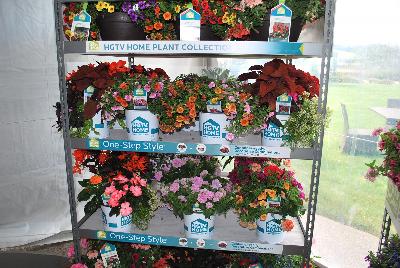 HGTV Home Plant Collection™    : From the HGTV Home Collection® as seen @ Edna Valley Vineyards, Spring Trials 2016:  One-Step Style.  What could be easier?  HGTV Experts have taken the guesswork out, assembling container-ready Decorative Combinations which easily make hanging baskets or other container plantings simple.