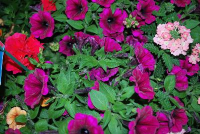 COMBO Expressions Annuals™ Fab Festivities™ 'Neon Treasure™'
