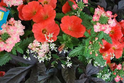 COMBO Expressions Annuals™ Friendly Fusions™ 'Orange Bliss™'