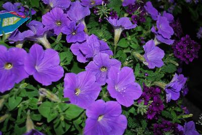 COMBO Expressions Annuals™ Friendly Fusions™ 'Purple Genius™'