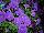 HGTV Plant Collection: COMBO  'Purple Genius™' 