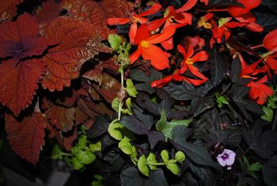 COMBO Expressions Annuals™ Shady Showoffs™ 'Copper Glory™'