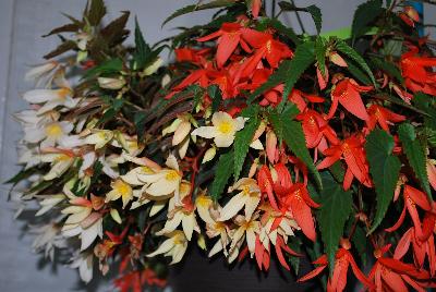 HGTV Plant Collection: Expressions Annuals™ SuperNova Begonias™ Begonia Starshine™ Mix 