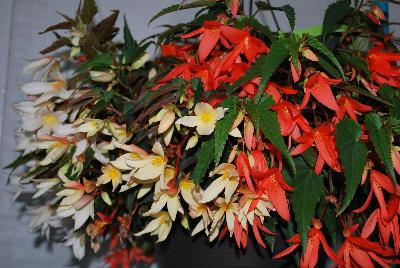 Begonia Expressions Annuals™ SuperNova Begonias™ 'Starshine™ Mix'