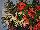 HGTV Plant Collection: Begonia  'Starshine™ Mix' 