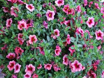 HGTV Plant Collection: Caligrande Calibrachoa Cranberry Grande 