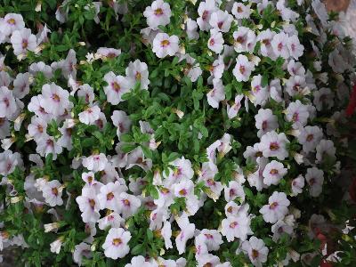 Calibrachoa Caligrande 'Royal White Grande'