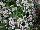 HGTV Plant Collection: Calibrachoa  'Royal White Grande' 