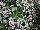 HGTV Plant Collection: Calibrachoa  'Royal White Grande' 