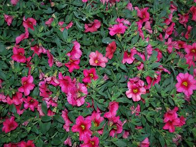 Calibrachoa Caligrande 'Tiki Cherry Grande'