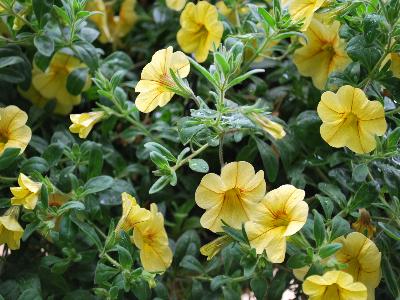 Caligrande Calibrachoa Yellow Grande 