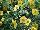 HGTV Plant Collection: Calibrachoa  'Yellow Grande' 