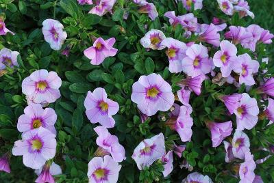 HGTV Plant Collection: Expressions™ Wondercalis™ Calibrachoa Super Lavender™ 