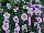 HGTV Plant Collection: Calibrachoa  'Super Lavender™' 