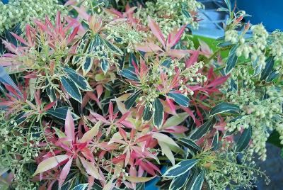 Smart & Stylish Shrubs™ Pieris Smoldering White™ 