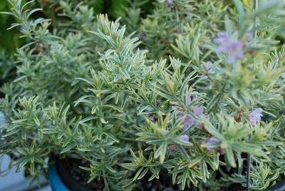 Westringia Smart & Stylish Shrubs™ 'Painted Star™ Rosemary'