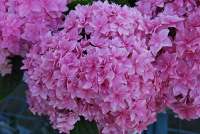 Smart & Stylish Shrubs™ Hydrangea Double Hot Pink™ 