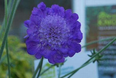 Essential Perennials™ Scabiosa 'Violet Cupcake™'