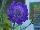 Essential Perennials™ Scabiosa Violet Cupcake™ 