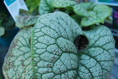 Brunnera True Heart Brunnera™ 'Pure of Heart™'