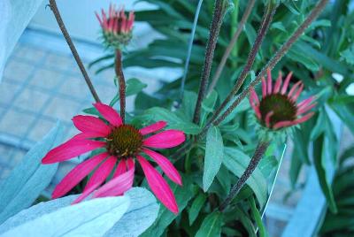 Echinacea Essential Perennials™ 'Coral Pink Charge™'