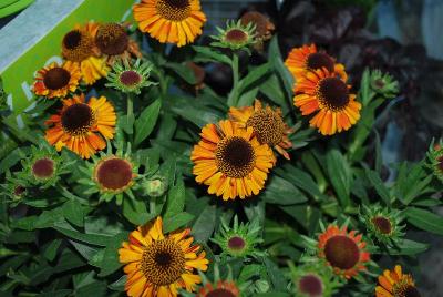 Helenium Essential Perennials™ 'Blazing Pops™'