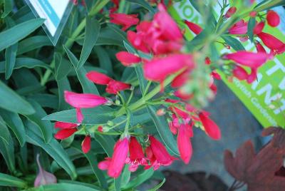 Penstemon Essential Perennials™ 'Cherry Red Hottie™'