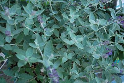 Buddleia Sweet Nectar Bush Temptations 'Blueberry Petite™'