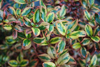 Coprosma Smart & Stylish Shrubs™ 'Coastal Inferno™'