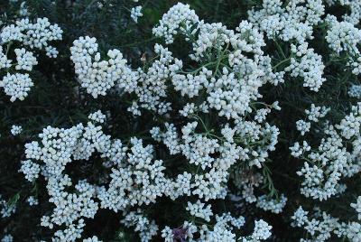 Ozothamnus Smart & Stylish Shrubs™ 'Pearl Drops™'