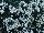 HGTV Plant Collection: Ozothamnus  'Pearl Drops™' 