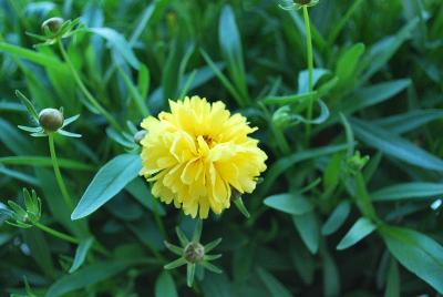 Essential Perennials™ Coreopsis Gold