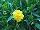 Essential Perennials™ Coreopsis Gold 