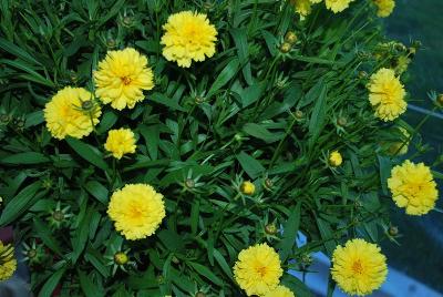 Essential Perennials™ Coreopsis Gold