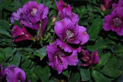 Essential Perennials™ Alstromeria Blue!