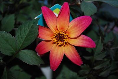 Dahlia Expressions™ Big & Bold™ 'Elegant Sunrise'