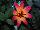 HGTV Plant Collection: Dahlia  'Elegant Sunrise' 
