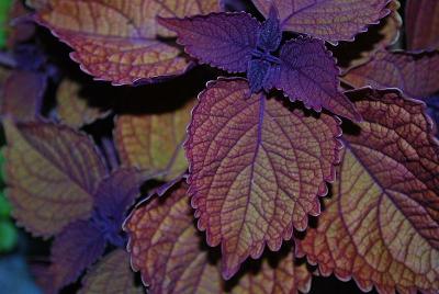 HGTV Plant Collection: Expressions™ Quart Components Coleus Mainstreet Broadway 