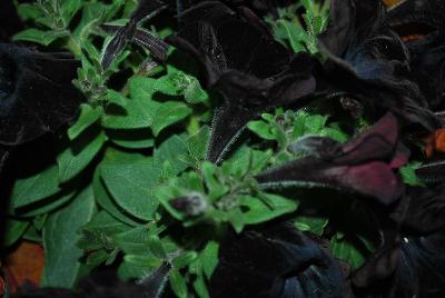 Expressions™ Quart Components Petunia 'Sweetunia® Black Satin'