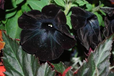 HGTV Plant Collection: Expressions™ Quart Components Petunia Sweetunia® Black Satin 