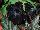 HGTV Plant Collection: Petunia  'Sweetunia® Black Satin' 