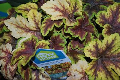 Heucherella Essential Perennials™ 'Golden Sizzle™'