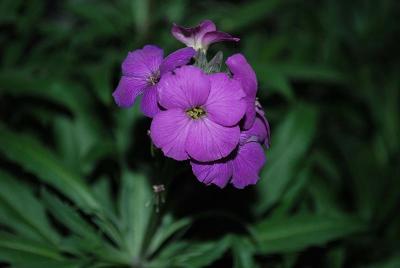 Erysium Essential Perennials™ 'Purple joy™'