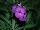 Essential Perennials™ Erysium Purple joy™ 