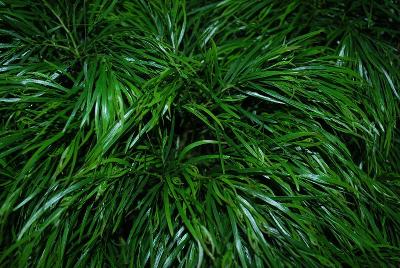 Acacia Smart & Stylish Shrubs™ 'Green Fizz™'