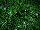 HGTV Plant Collection: Acacia  'Green Fizz™' 