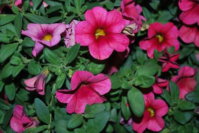 HGTV Plant Collection: Expressions™ Wondercalis™ Calibrachoa Super Cherry™ 